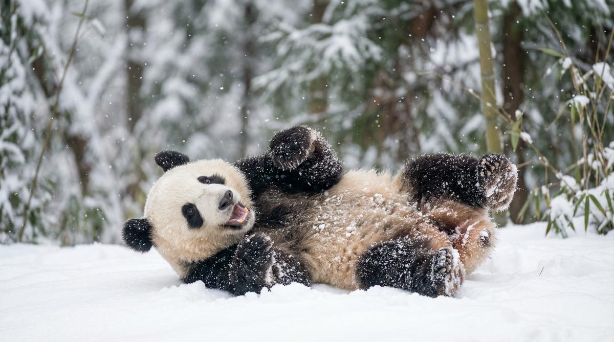 海角网熊猫视频 - 雪地嬉戏